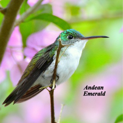 Andean Emerald